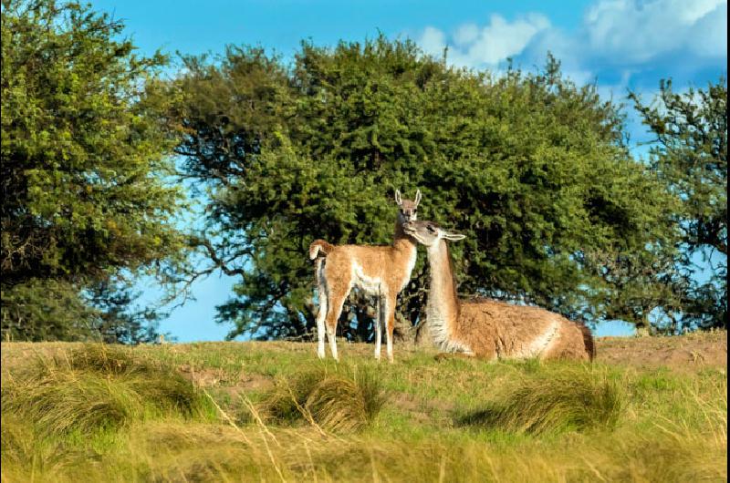 Crece la población de guanacos en Parque Luro El Diario de La Pampa