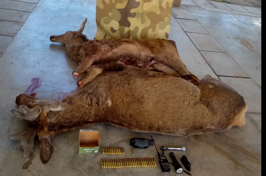 Tres Cazadores Furtivos Mataron Un Ciervo Macho De Un Coto Valuado En 1