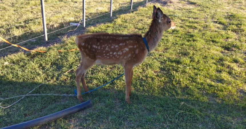 Aparecioacute un bambi en cercaniacuteas de Santa Rosa