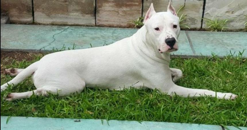 Nuevo ataque en Santa Rosa- Dogo mordioacute en un hombre