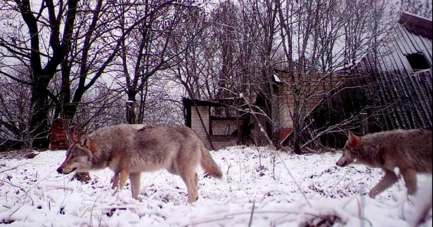 Investigan si los lobos mutantes de Chernobyl desarrollaron resistencia al caacutencer
