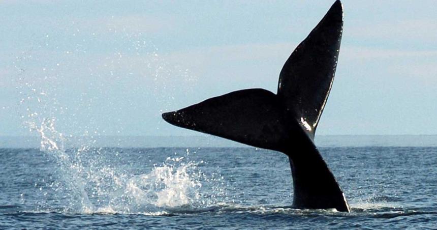 Ya llegaron a Puerto Madryn las primeras ballenas francas australes de la temporada