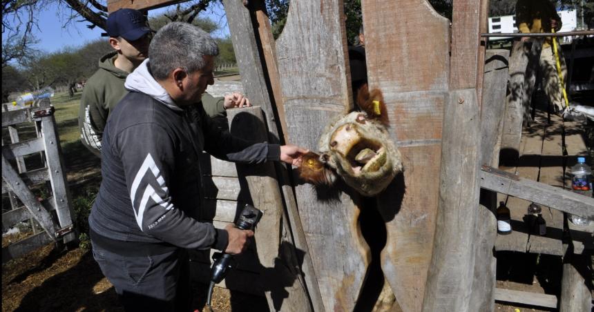 Condenaron a un padre y su hijo por robo de ganado en la zona rural de Victorica