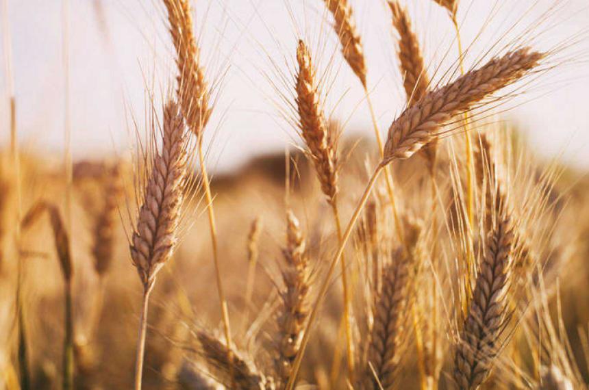 Importancia de las variedades de trigo Ciclo Corto