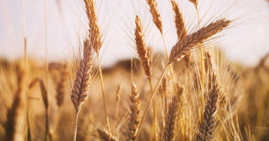Importancia de las variedades de trigo Ciclo Corto