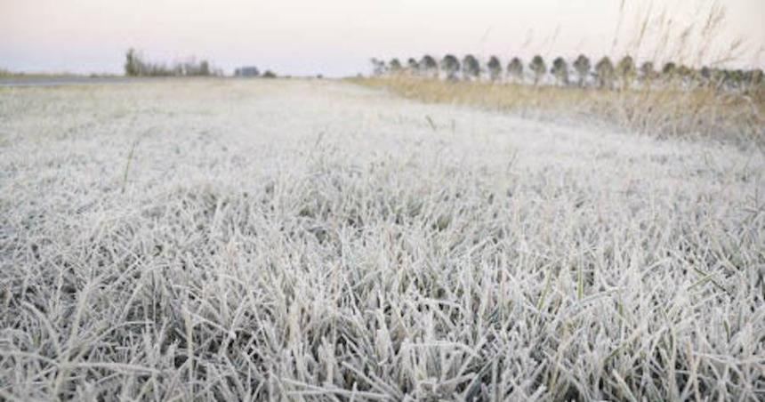 Trigo- beneficios e inconvenientes de un invierno geacutelido 