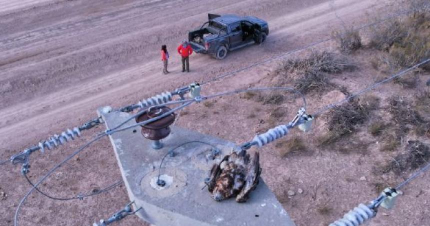 Aves en tendidos eleacutectricos- confirman el rechazo al amparo 