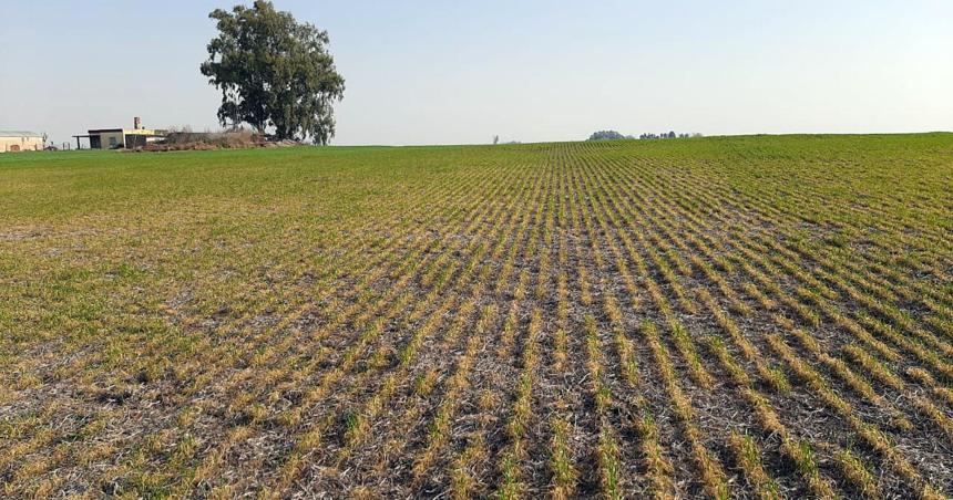 Lanzan creacuteditos para productores agropecuarios afectados por la sequiacutea