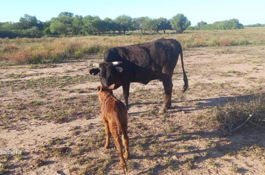 Ganaderiacutea- alternativas de manejo ante la sequiacutea y la falta de forraje 