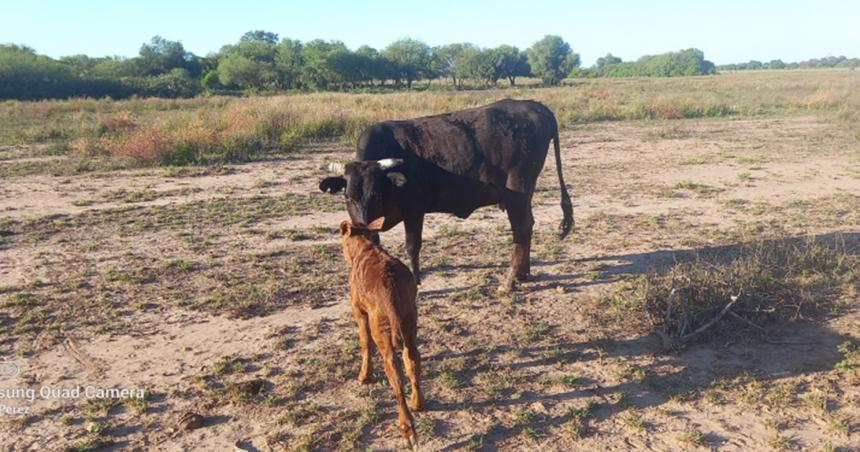 Ganaderiacutea- alternativas de manejo ante la sequiacutea y la falta de forraje 