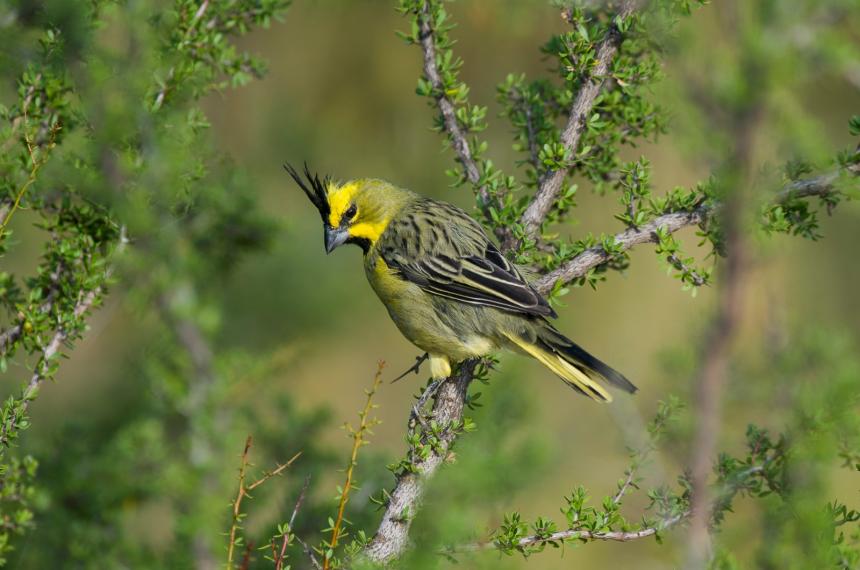 El Cardenal Amarillo- Un tesoro pampeano en peligro de extincioacuten