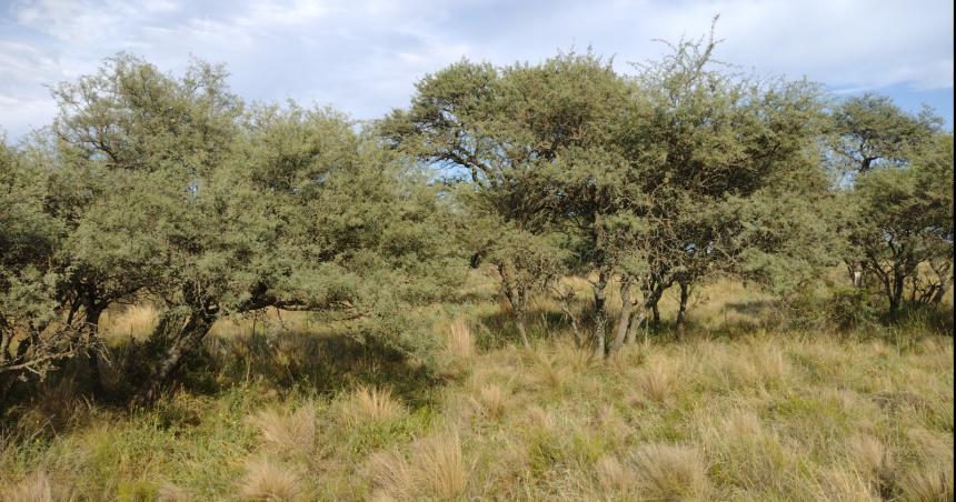 El Cardenal Amarillo- Un tesoro pampeano en peligro de extincioacuten