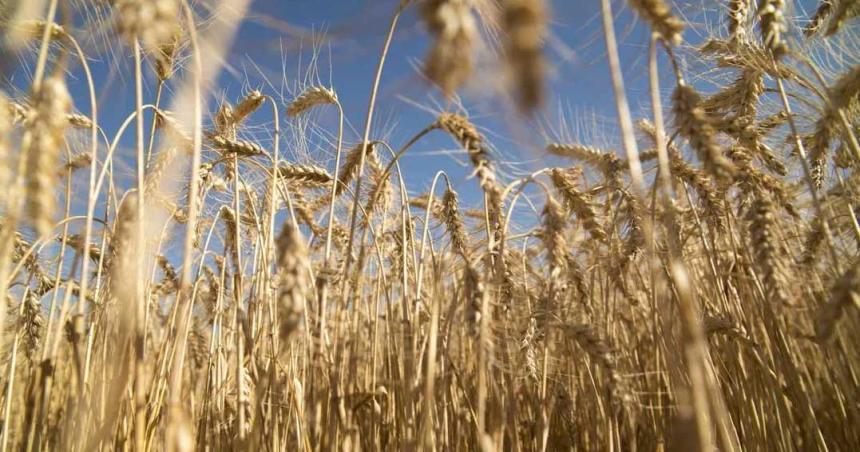 Estados Unidos aproboacute el trigo tolerante a la sequiacutea creado en la Argentina