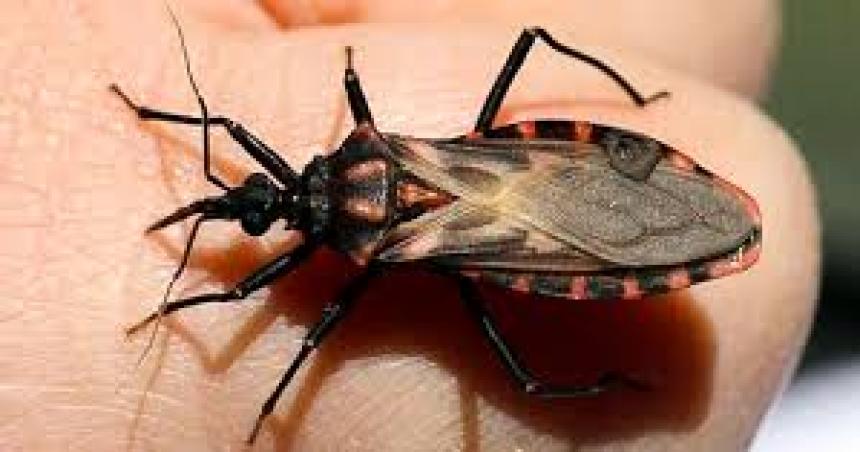 Acciones de La Pampa en el marco del Diacutea Nacional por una Argentina sin Chagas