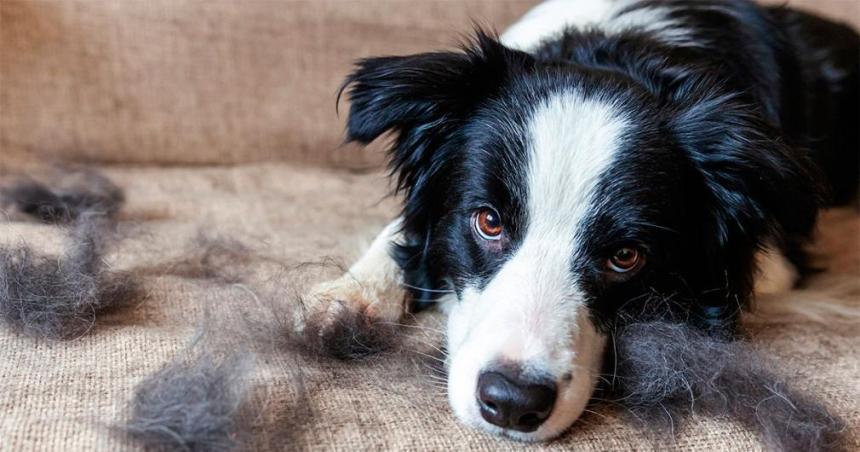 iquestCuaacuteles son las razas de perro que menos pelos sueltan