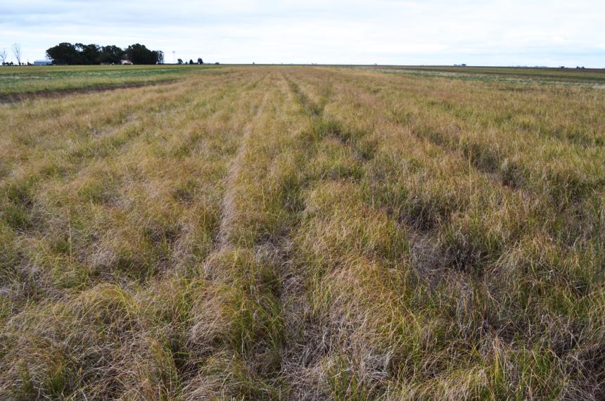 Establecimiento y manejo del pasto lloroacuten durante el primer antildeo