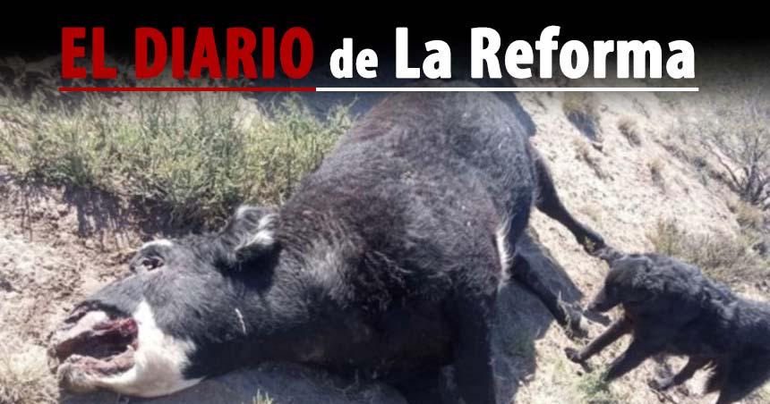 La Reforma- en un campo hallaron 29 vacas muertas y tres estaban mutiladas