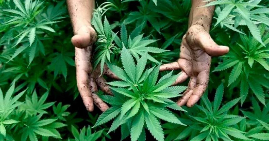 La UNLPam acordoacute con Pampa Sativa y Cannabis Argentino