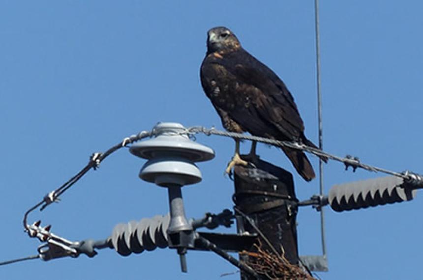 CECARA volvioacute a cuestionar las medidas de APE para evitar la electrocucioacuten de aves