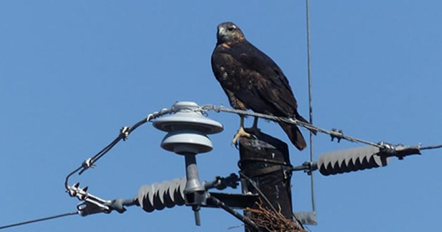 CECARA volvioacute a cuestionar las medidas de APE para evitar la electrocucioacuten de aves