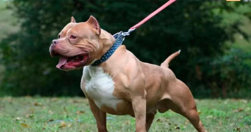 Un hombre matoacute a cuchillazos a un pitbull que habiacutea atacado a su perro salchicha