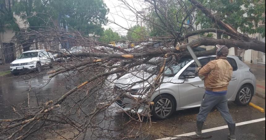 General Pico- se cayoacute un aacuterbol sobre un auto estacionado