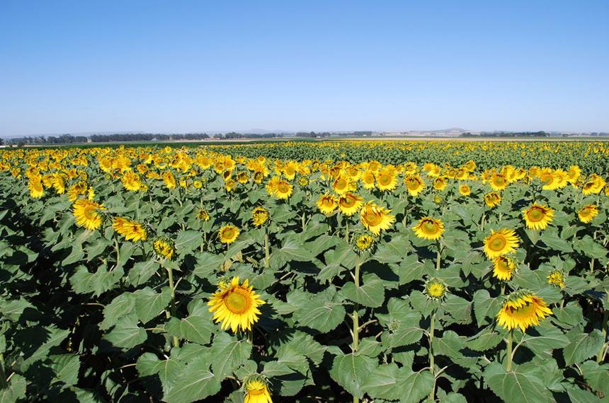 Impacto de las lluvias y perspectivas para el sector agropecuario de La Pampa 