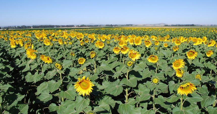 Impacto de las lluvias y perspectivas para el sector agropecuario de La Pampa 