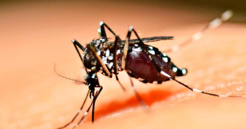 En queacute horario pica maacutes el mosquito Aedes aegypti