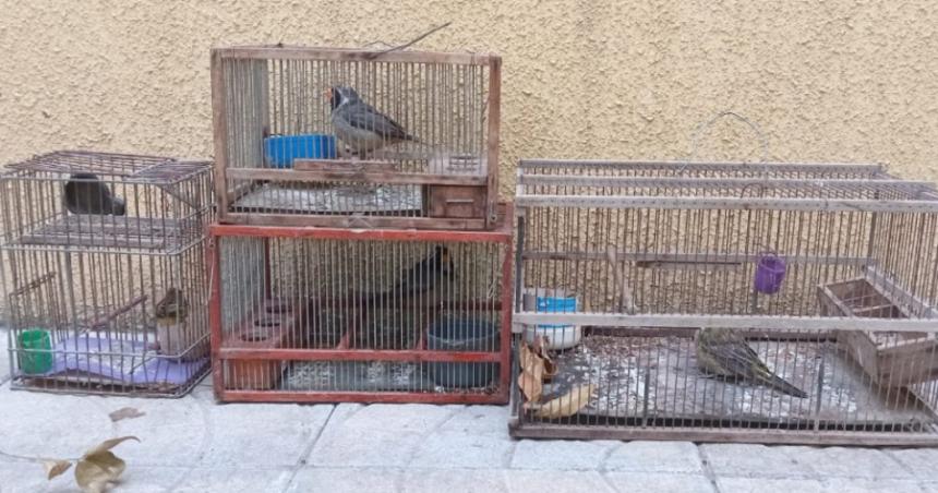 Rescataron 19 aves nativas en una casa de Arata