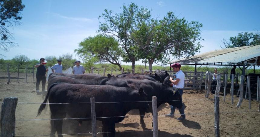 Entregaron toros con geneacutetica adaptada a la zona oeste provincial