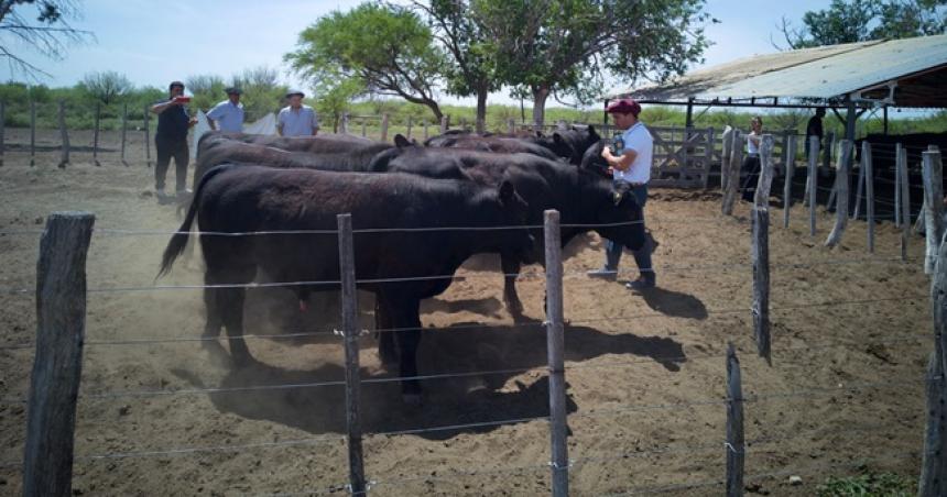 Entregaron toros con geneacutetica adaptada a la zona oeste provincial