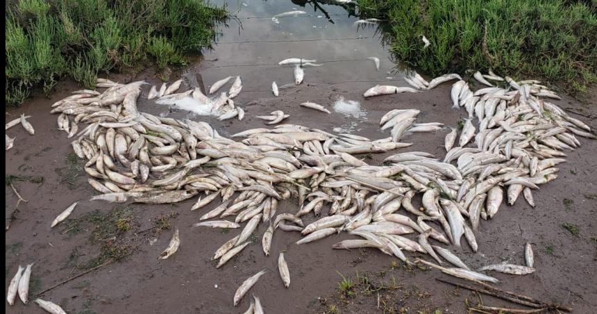 Advierten por mortandad de peces en el Bajo Giuliani