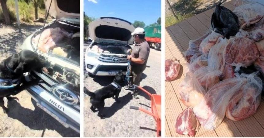 Secuestran 190 kilos de carne que iban de 25 de Mayo a Catriel