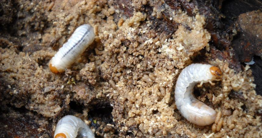 Detectan un gusano de suelo que afecta la Alfalfa en La Pampa