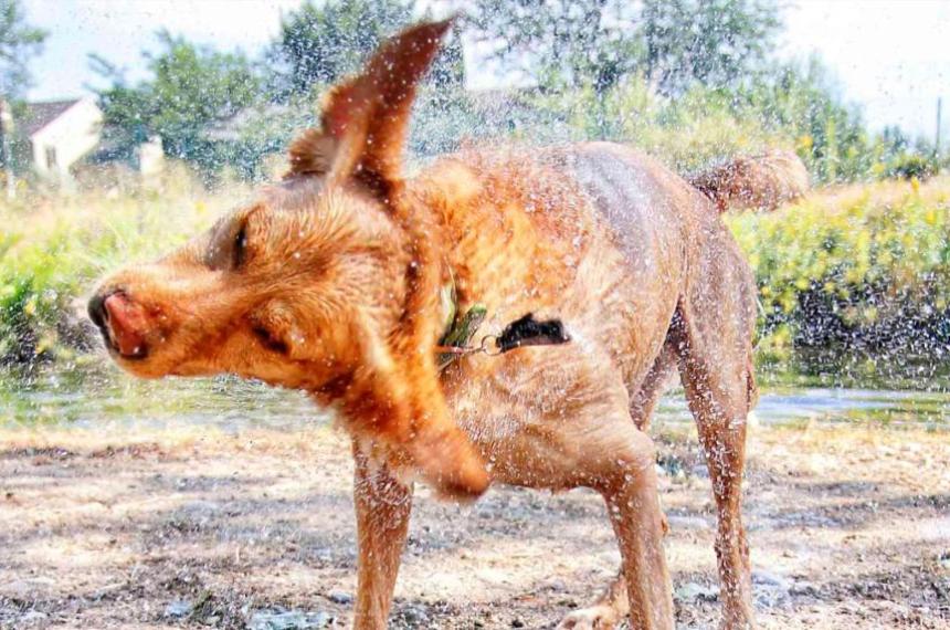 Cientiacuteficos descubrieron porqueacute los perros sacuden su cuerpo cuando estaacuten mojados