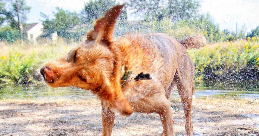 Cientiacuteficos descubrieron porqueacute los perros sacuden su cuerpo cuando estaacuten mojados