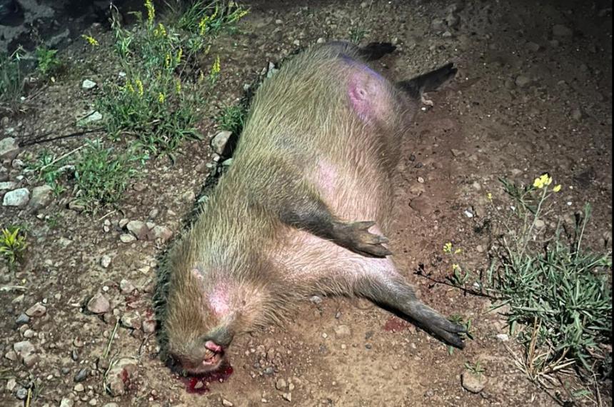 Chocaron un carpincho en el Bajo Giuliani hicieron un trompo en plena ruta 35 y no sufrieron lesiones