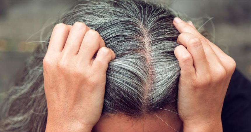 iquestCoacutemo hacer un shampoo de manzanilla para disimular las canas