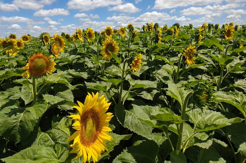 El precio del girasol impulsa una ola de siembra de segunda