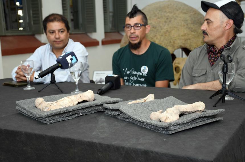 Presentaron foacutesiles de un oso perezoso que vivioacute en La Pampa hace 5 millones de antildeos