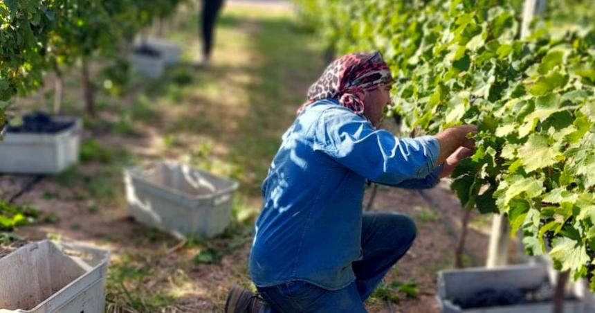 Suman 500 hectaacutereas bajo riego en Casa de Piedra