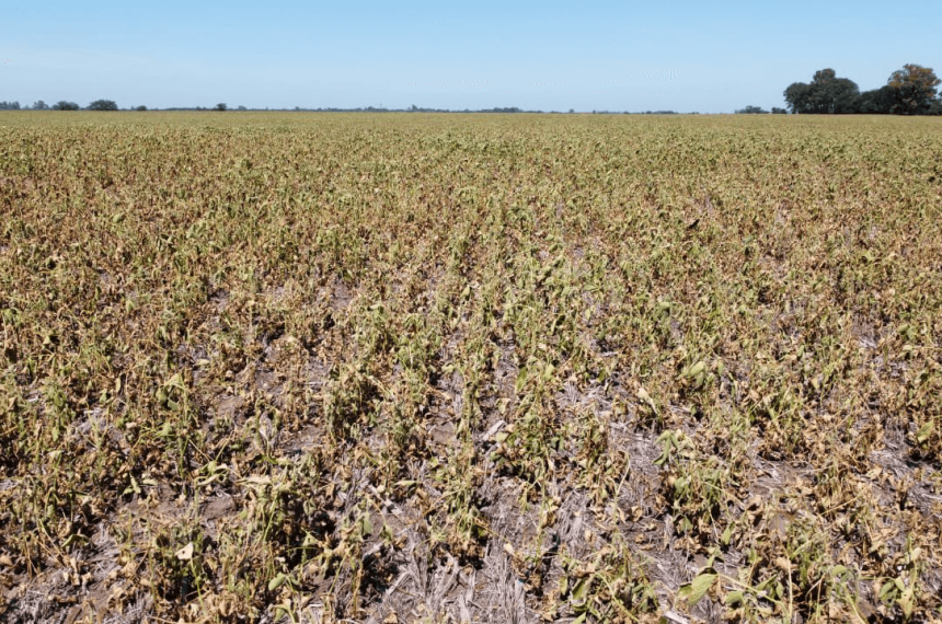 Extienden emergencia agropecuaria en departamentos afectados por la sequiacutea