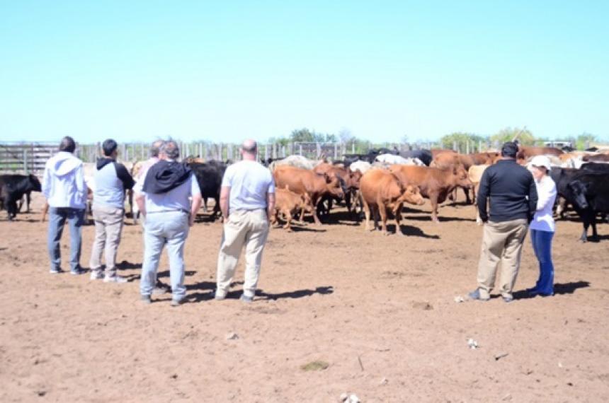 Preocupacioacuten en el oeste provincial ante la mortandad de animales