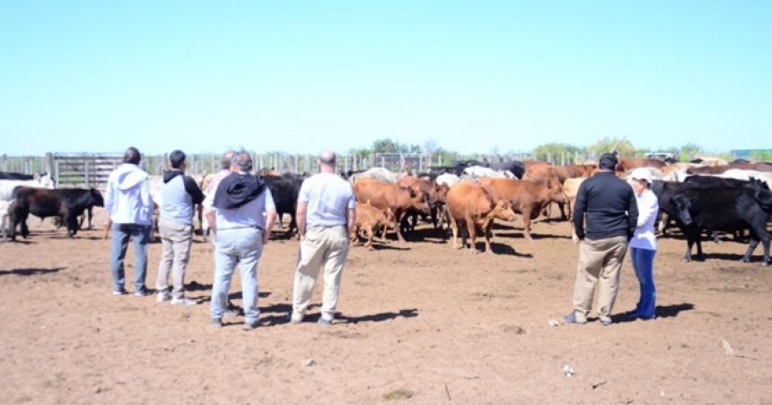 Preocupacioacuten en el oeste provincial ante la mortandad de animales