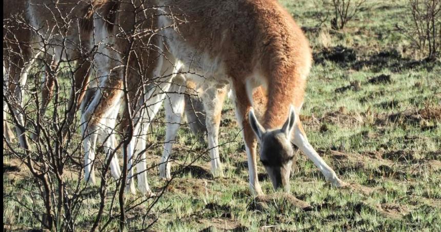 El guanaco especie nativa de La Pampa