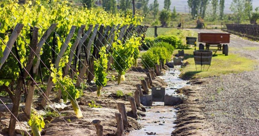 Mientras niega caudal para La Pampa Mendoza pierde el 86-en-porciento- del agua por riego ineficiente