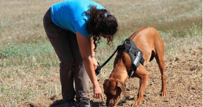 Suman perros a la buacutesqueda de Ceacutesar Calluqueo