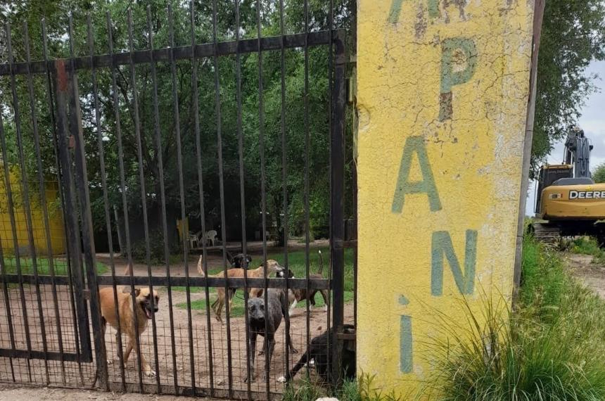 Reclaman una pena ejemplificadora para el hombre que matoacute un perro en Toay