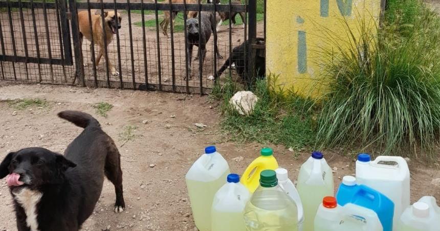 Reclaman una pena ejemplificadora para el hombre que matoacute un perro en Toay